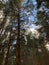 Treetops rustle in the forest in the wind. Blue sky. Pine forest