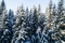 Treetops of snow covered Norway spruce trees, Picea abies during a winter morning