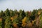 Treetops of spruce and various deciduous trees in colors of autumn