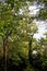 Treetops of various deciduous trees in a park, mostly common black locust Robinia pseudoacacia with their fresh green leaves