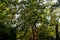 Treetops of various deciduous trees in a park, mostly common black locust Robinia pseudoacacia with their fresh green leaves