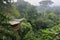 treetops, with view of smoky jungle below