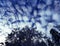 Treetops in winter scenery with cirrocumulus clouds and dark blue sky