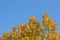 Treetops with yellow birch leaves against clear blue autumn sky