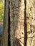 Treetrunk bark