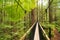 Treewalk through Forest of Tree Ferns and Giant Redwoods in Whakarewarewa Forest near Rotorua