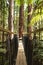 Treewalk through Forest of Tree Ferns and Giant Redwoods in Whakarewarewa Forest near Rotorua