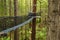 Treewalk through Forest of Tree Ferns and Giant Redwoods in Whakarewarewa Forest near Rotorua, New Zealand