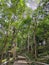 Treeâ€‹ forest Pagoda monument Wat Tham Kham