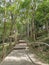 Treeâ€‹ forest Pagoda monument Wat Tham Kham