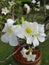 Treeâ€‹ ofâ€‹ Adenium flowerâ€‹