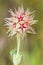 Trefoil (Trifolium stellatum)