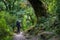 Trekker in forest on Manaslu circuit trek in Himalayas