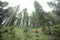 A trekker walking solo  among the forest in a cloudy day