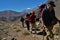 Trekking in Andes Mountain