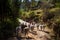 Trekking with llamas on the route from Lares in the Andes