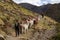 Trekking with llamas on the route from Lares in the Andes