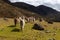 Trekking with llamas on the route from Lares in the Andes