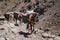 Trekking with a mules in Toubkal, in the Moroccan High Atlas Mountains.