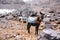 Trekking with a mules in Toubkal, in the Moroccan High Atlas Mountains.