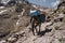 Trekking with a mules in Toubkal, in the Moroccan High Atlas Mountains.