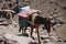 Trekking with a mules in Toubkal, in the Moroccan High Atlas Mountains.