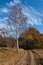 Trekking path and coutryside of Deliblatska pescara at autumn