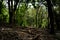 Trekking path and large root of trees in the forest