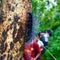 Trekking in Sanjay Gandhi National Park, Borivali, Mumbai, India