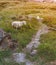 Trekking with Sheep family in the natural green grass meadow field. Environmental Friendly Travel concept