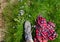 Trekking shoe on mountain meadow