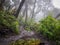 Trekking trail of Acatenango volcano ,Guatemala