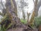 Trekking trail of Acatenango volcano ,Guatemala