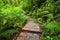 Trekking trail at jungles of ropical rain forest. Thailand