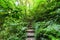 Trekking trail leading through jungle landscape of tropical forest