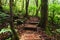Trekking trail leading through jungle landscape of tropical forest