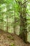 Trekking trail leading through summer landscape of pine tree forest