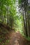 Trekking trail leading through summer landscape of pine tree forest