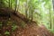 Trekking trail leading through summer landscape of pine tree forest