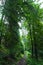 Trekking trail leading through summer landscape of pine tree forest