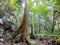 Trekking up to Mahua Waterfall Tambunan, Sabah. Malaysia, Borneo.