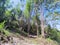 Trekking up to the mountainous in Tambunan, Sabah.