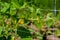 Trellis grid with cucumber blossoms.