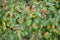 Trellis rust of pear on green leaves