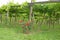 Trellis Vineyard