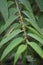 Trema orientale also called Trema orientalis, Cannabaceae, charcoal tree, Indian charcoal tree leaves. Extracts from leaves of r
