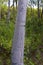 Trembling Aspen Tree Bark  816225