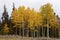 Trembling Aspen Trees   705154