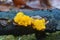 Tremella mesenterica fungus