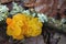 Tremella mesenterica jelly fungi close up